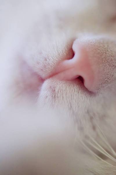 Photograph Omer Alp Evirgen Sleep on One Eyeland